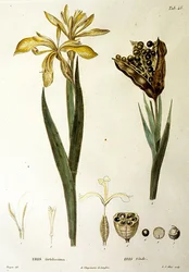 Fetid Iris