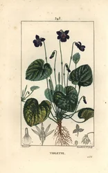 Fragrant Violet