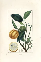 Garcinia gummi gutta or Malabar Tamarinier, Gambooge, Brindall Bay - Gum guttae tree, Cambogia gutta, with fruit, leaf, flower and fruit in section