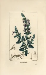 Germander