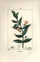 Gratiola Officinalis, or Grace of God, Hedge Hyssops