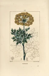 Gummy ferule or galbanum - Galbanum, Ferula gummosa, showing flowers, leaves and seeds