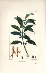 Ipecacuanha, Psychotria Emetica