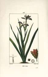 Stinking Iris, Iris foetida, with Flower, Leaf and Seed Pod