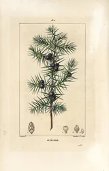 Juniper Tree, Juniperus vulgaris, Showing Leaf, Berry and Stalk