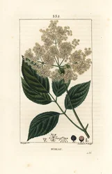 Large elderberry or black elderberry - Common elder tree, Sambucus nigra
