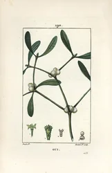 Leafy Mistletoe
