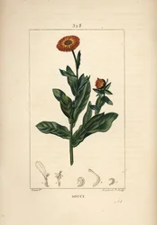 Marigold, Calendula Officinalis