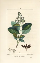 Michurago or Monkey Fruit, Ladenbergia Macrocarpa