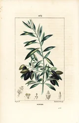 Olive Tree, Olea europaea, with Leaf, Branch, Fruit and Seed