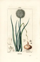 Onion, Allium cepa, with flower, leaf, bulb and roots