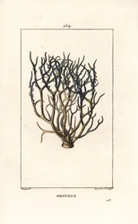 Orseille or French purple (lichen) - Orcein or archil, Roccella tinctoria, lichen used for dye from the Cape Verde Islands. Hand-coloured stipple copperplate engraving by Lambert Junior from a drawing by Pierre Jean-François Turpin from Chaumeton, Poiret