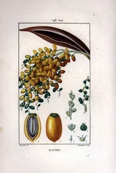 Palm branch a dates
