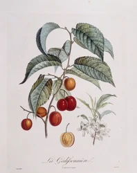 Plum 