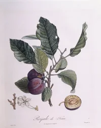 Plum 