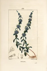 Pouliot Mint - Pennyroyal mint, Mentha pulegium, with flower, leaf, stalk, root and seed. Handcoloured stipple copperplate engraving from Chaumeton, Poiret and Chamberet
