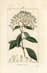 Quinquina - Quinine or Peruvian bark tree, Cinchona officinalis, with flower, branch, leaf and seed. Handcoloured stipple copperplate engraving from Chaumeton, Poiret and Chamberet