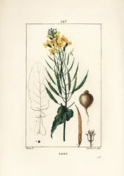 Rapeseed (from 