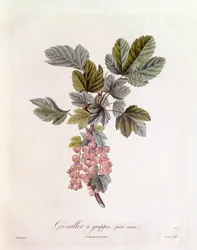 Red currant (Ribes rubrum), botanical plate by Pierre Jean Francois Turpin