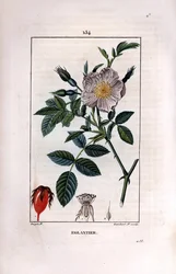 Rosehip Branch with Berry and Rose