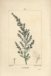 Sagebrush Variete - Wormseed or Tatarian Southernwood