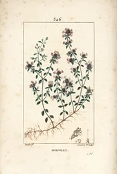 Serpolet or Thyme Serpolet