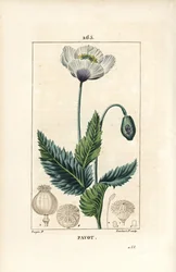 Garden or opium poppy, Papaver somniferum, with flower, leaf and seedpod (Illustration from La Flore Medicale)
