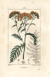 Tansy