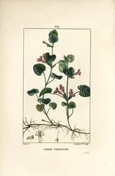 Terrestrial Ivy - Ground ivy, Hedera terrestris. Handcoloured stipple copperplate engraving by Lambert Junior from a drawing by Pierre Jean-François Turpin from Chaumeton, Poiret and Chamberet