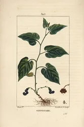Virginia Snakeroot