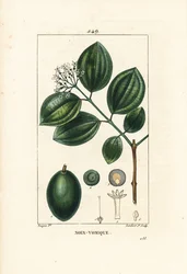 Strychnine Tree or Poison Nut, Strychnos nux-vomica, with Fruit, Seed, Leaf and Flower