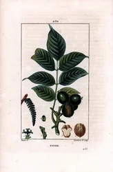 Walnut branch with nuts - Walnut tree, Juglans regia, with branch, leaves, ripe fruit, nut in shell and in section