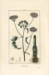 Water Hemlock, Oenanthe Aquatica