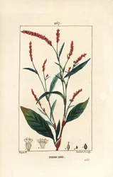 Water-Pepper, Persicaria hydropiper, with Flower, Stalk and Leaf