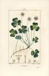 Wood sorrel, Oxalis acetosella, with flower, leaf, stalk, seed and root (Illustration from La Flore Medicale)