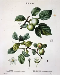 Apple mier commun sauvage - in "Nouveau Duhamel du Monceau ou traité des arbres et shrustes que le culture en France", figures according to drawings by P.J. Redoute et P. Bessa, Paris