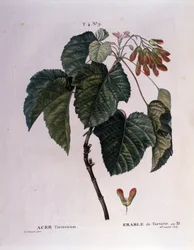 Botanical: Maple Branch. Plate Taken from 