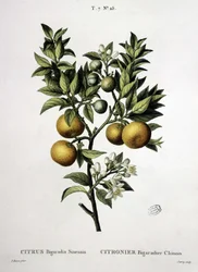 Lemon tree Chinese bigaradier - in 