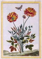 A Variety of Double Flowered Yellow Poppy, c.1776