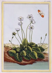 Grass of Parnassus, pub. 1776