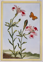The Spotted Flower of the Incas (Peruvian Lily)
