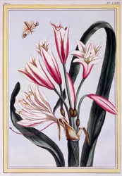Long Leaved Amaryllis, pub. 1776
