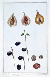 Nutmeg