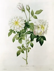 Aime Vibere (Tea) (engraved by Eustache Hyacinthe Langlois)