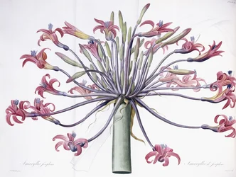 Amaryllis Josephina