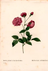 Animating China rose, Rosa chinensis hybrid