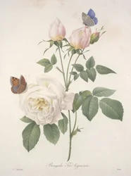 Bengal Tea, from Selection of the Most Beautiful Flowers and Fruits, 1827