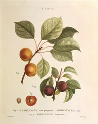 Black Apricot and Apricot varieties: Prunus armeniaca, Armeniaca atropurpurea by Pierre Joseph Redouté (1759-1840)