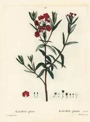 Bog laurel, Kalmia polifolia. Handcoloured stipple engraving by Miss Brenet after an illustration by Pierre-Joseph Redoute from Henri Louis Duhamel du Moncel