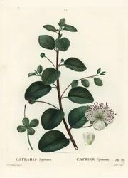 Caper Bush, Capparis Spinosa